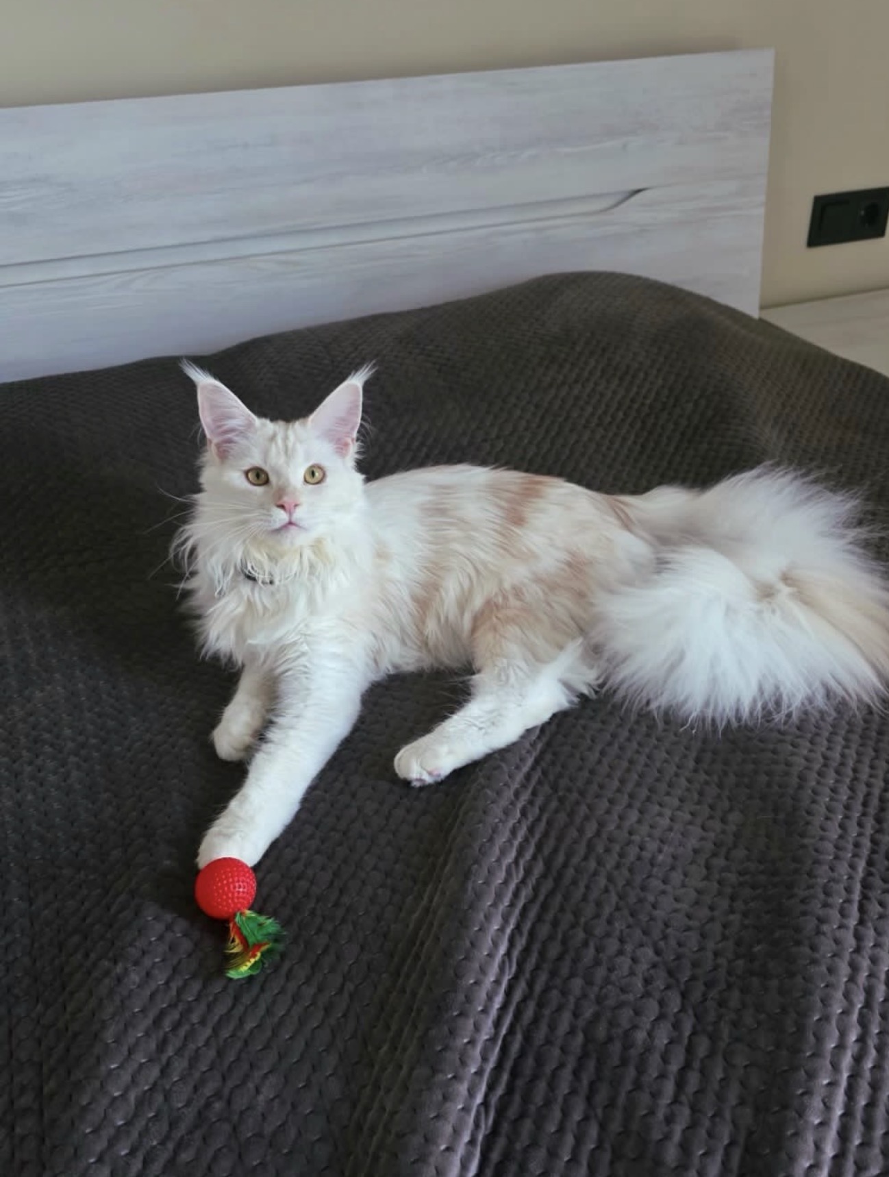 Cookie , a 🤍 Maine Coon