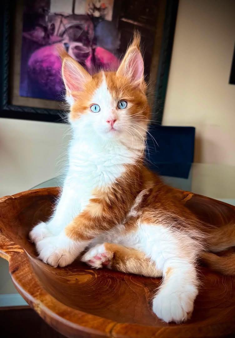 Misty, a 🧡🤍 Maine Coon