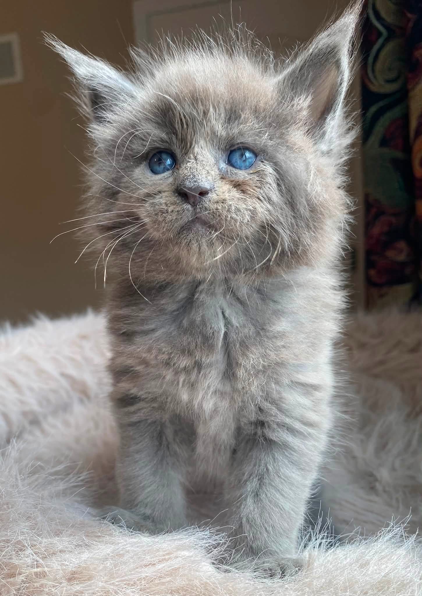 Coco, a 🩶 Maine Coon