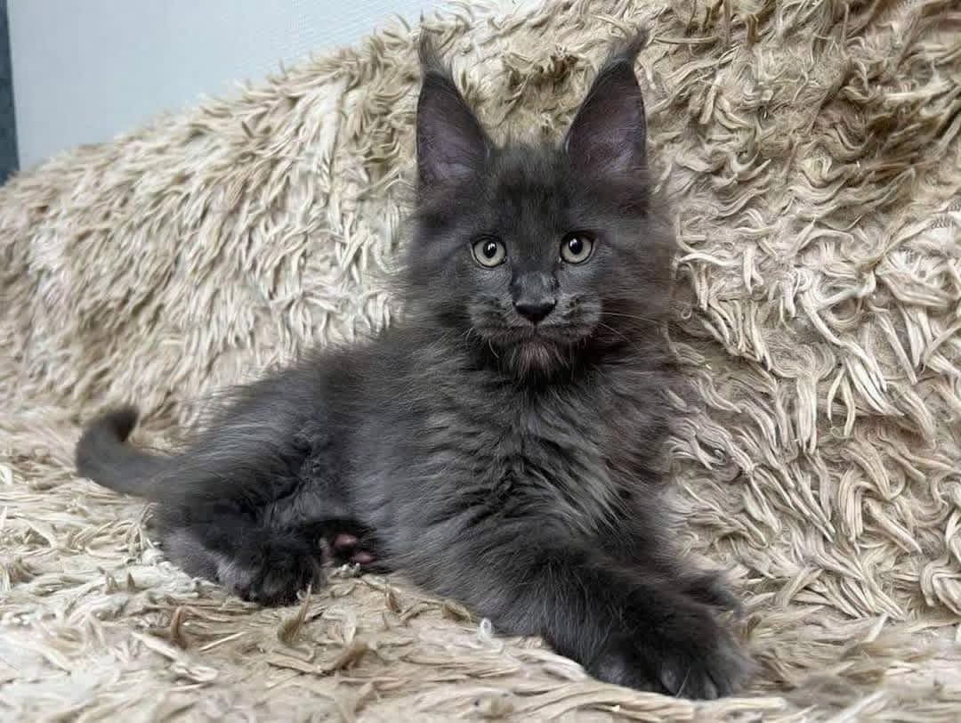 Koda , a Gray Maine Coon