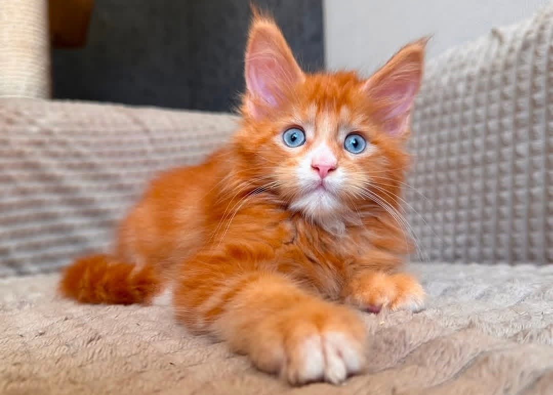 Muffin, a Orange Maine Coon