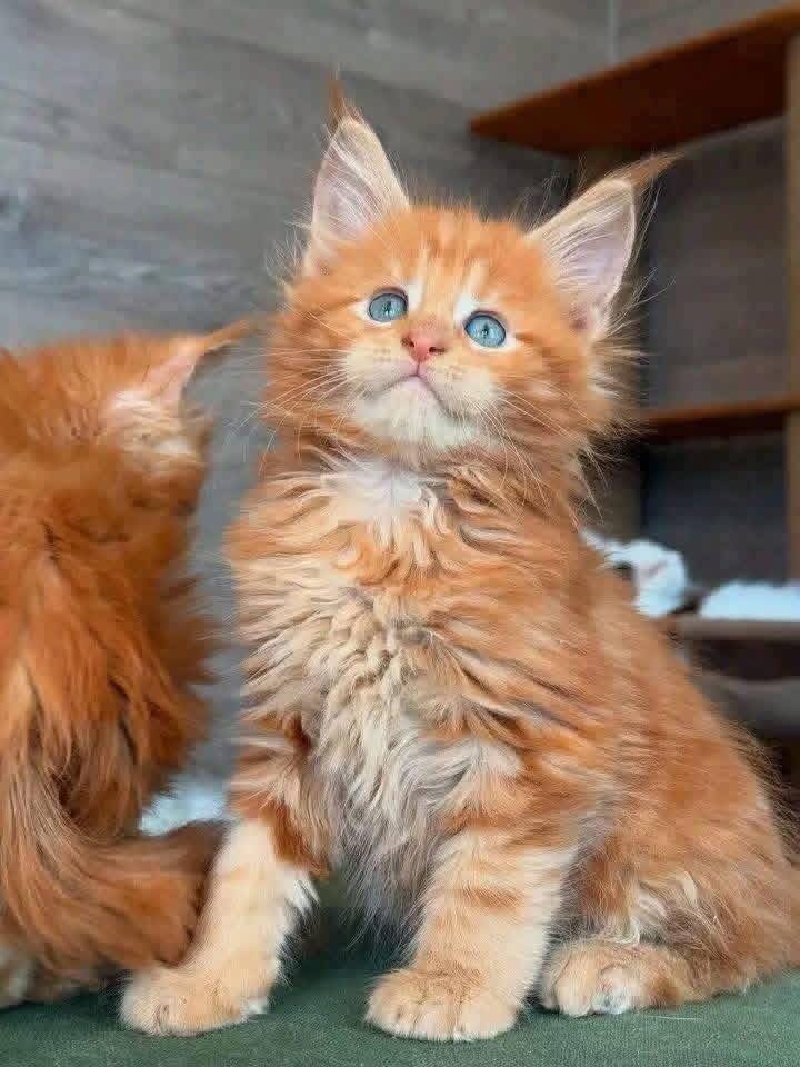 Salem, a Orange Maine Coon