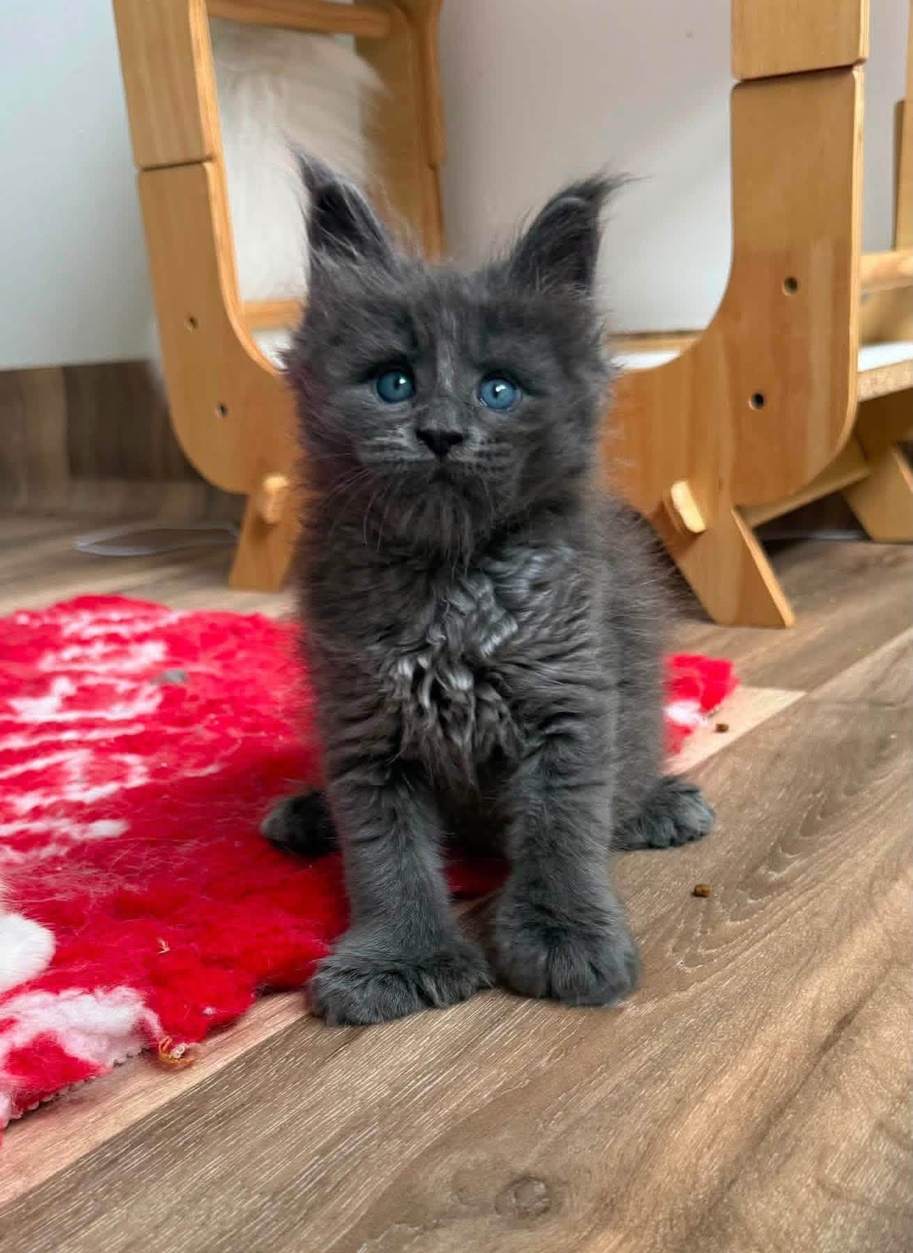 Mochi, a 🖤 Maine Coon