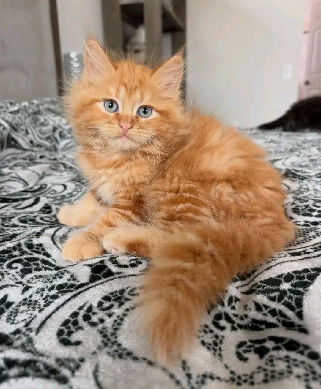 Rusty, a Orange 🧡 Maine Coon