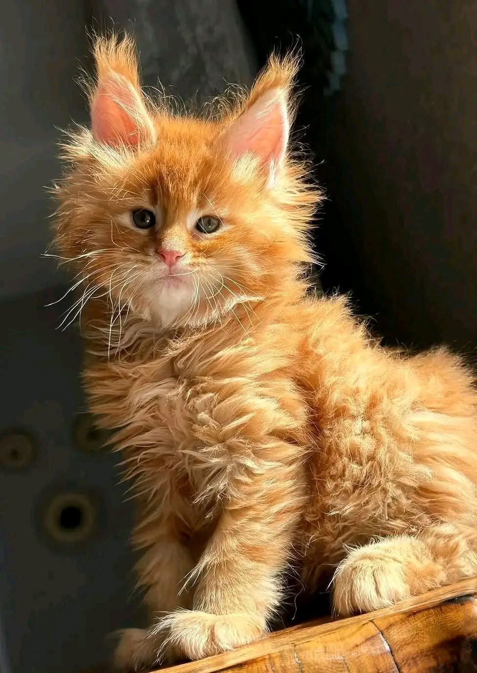 Caramel , a Orange🧡 Maine Coon
