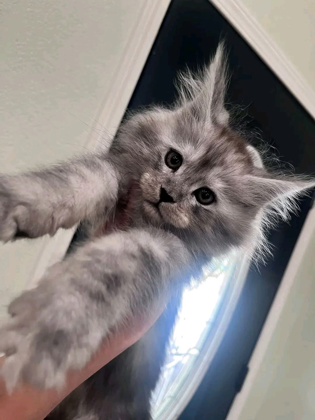 Fox, a 🩶 Maine Coon