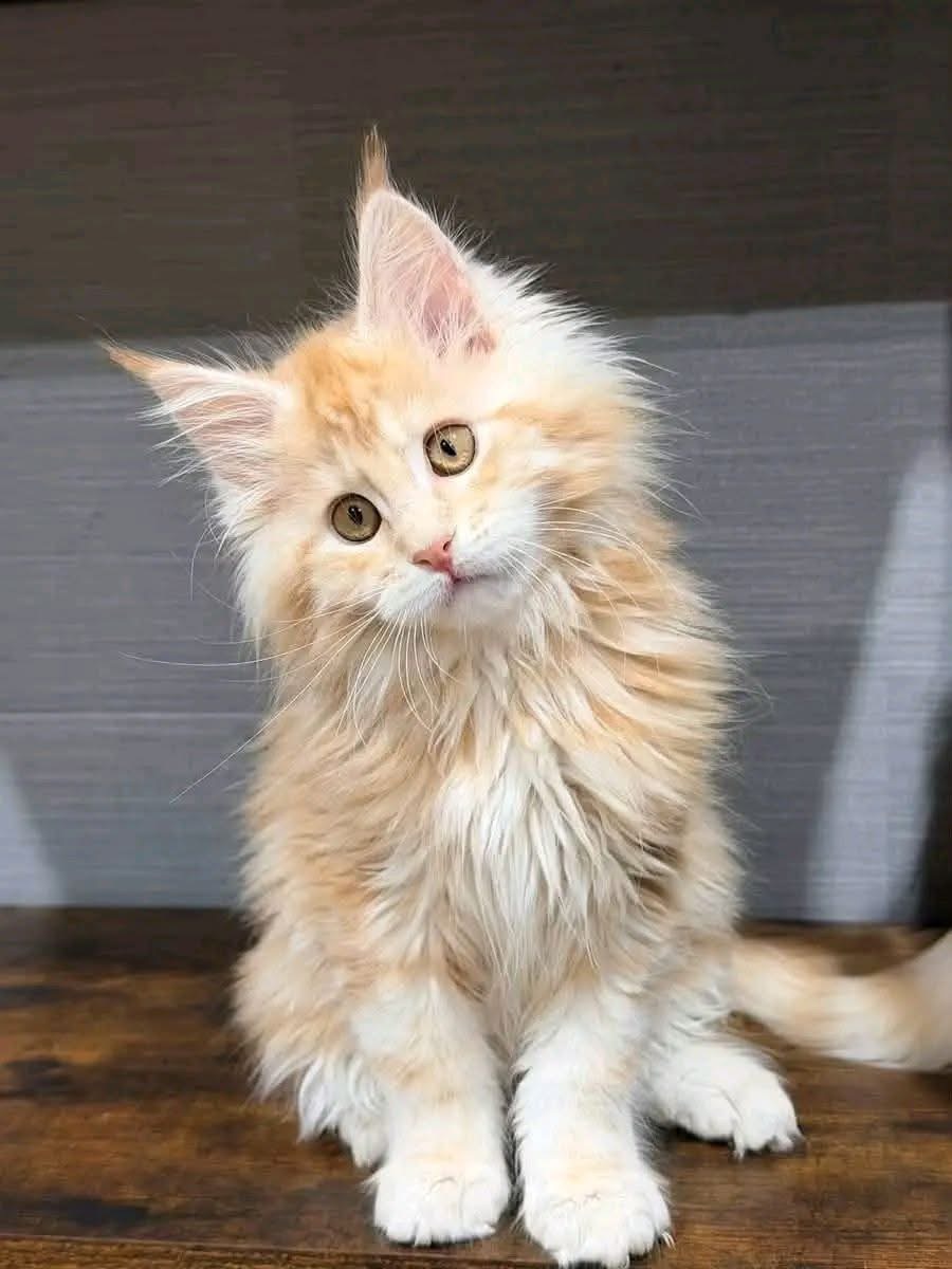Remy, a 🤍🧡 Maine Coon