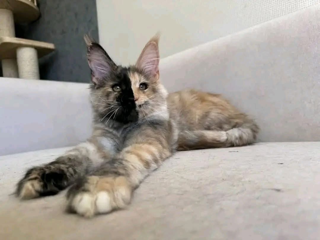 Leo, a Brown Maine Coon