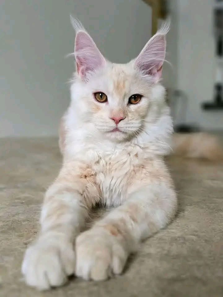 Scout, a 🤍🤎 Maine Coon