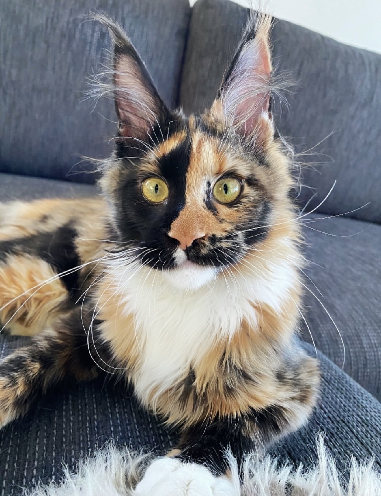 Otis, a 🤎🧡🤍 Maine Coon
