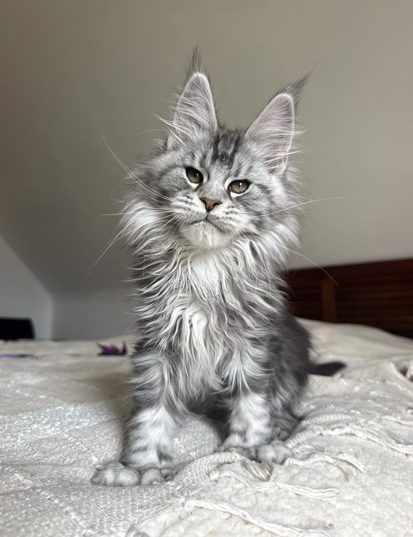 Winnie, a 🩶 Maine Coon