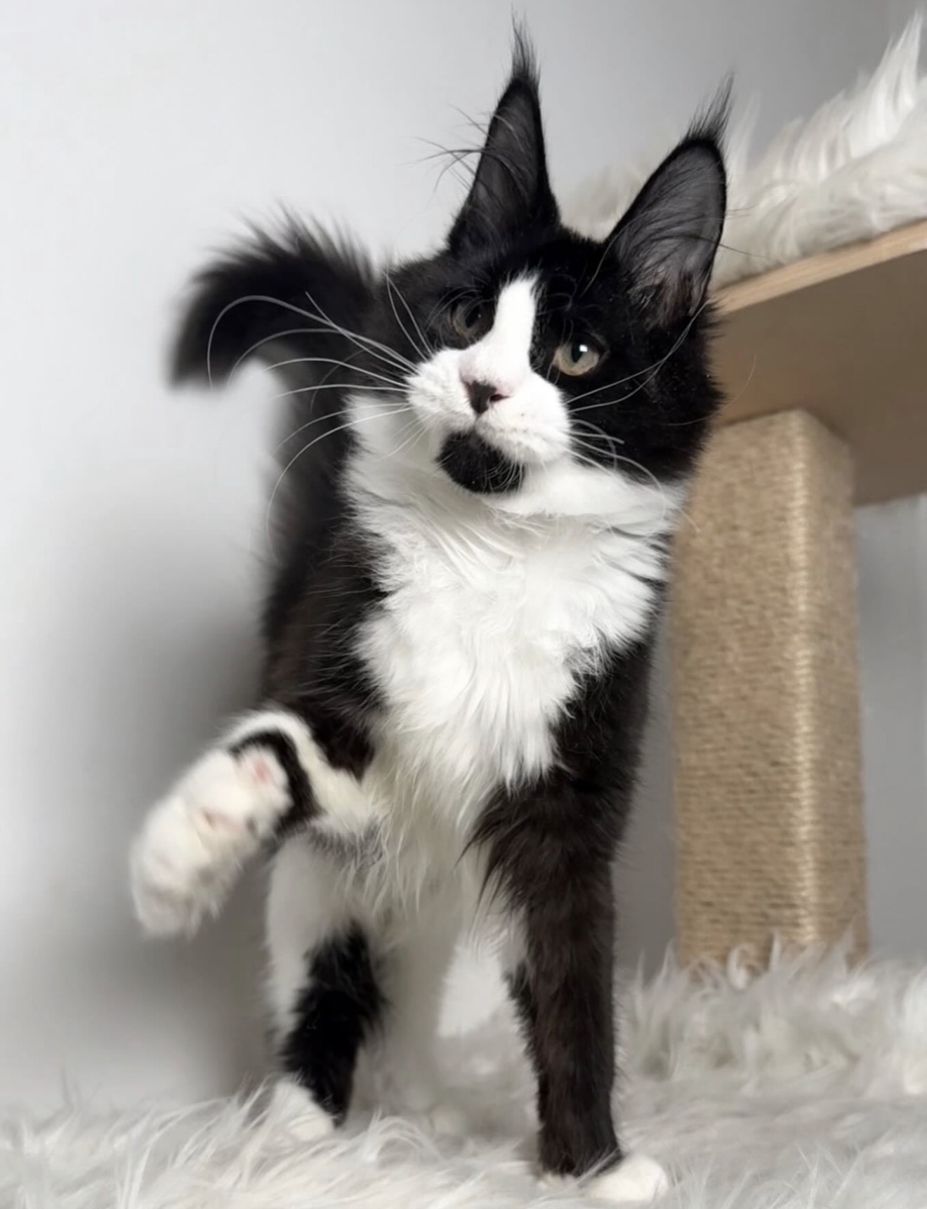 Indie, a 🖤🤍 Maine Coon