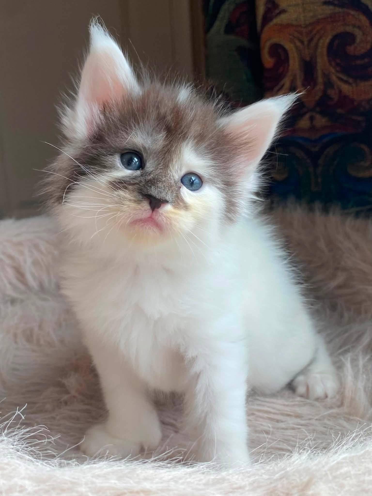 Oreo, a 🖤🤍 Maine Coon