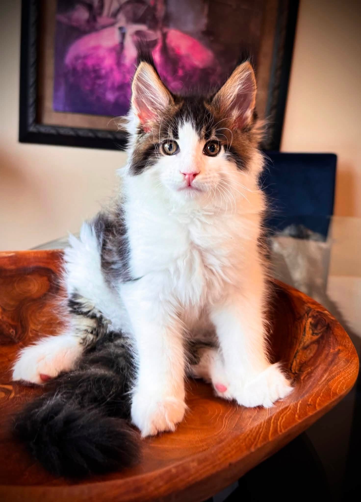 Sandy, a 🩶🤍 Maine Coon