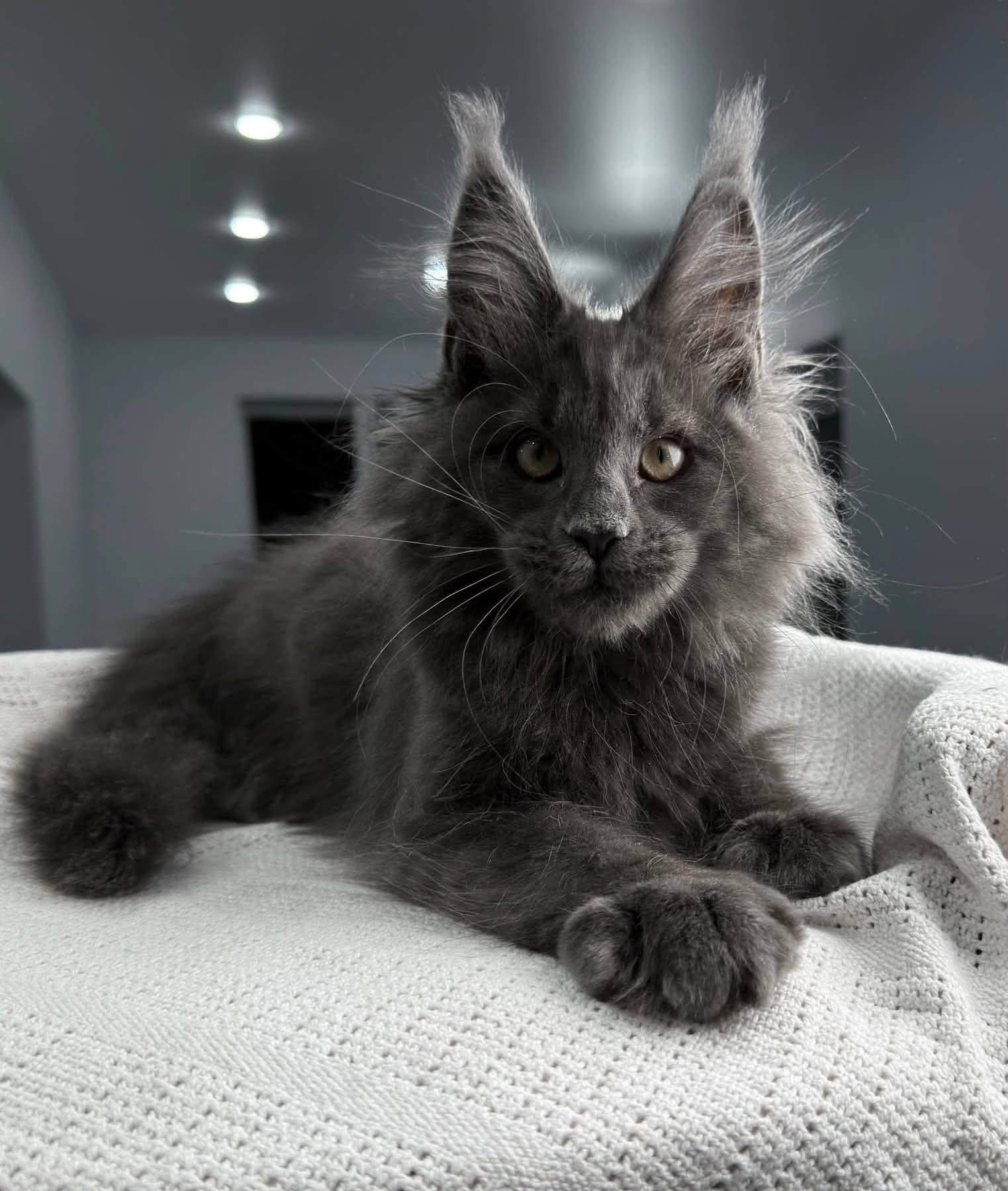 Sunny, a 🖤🩶 Maine Coon