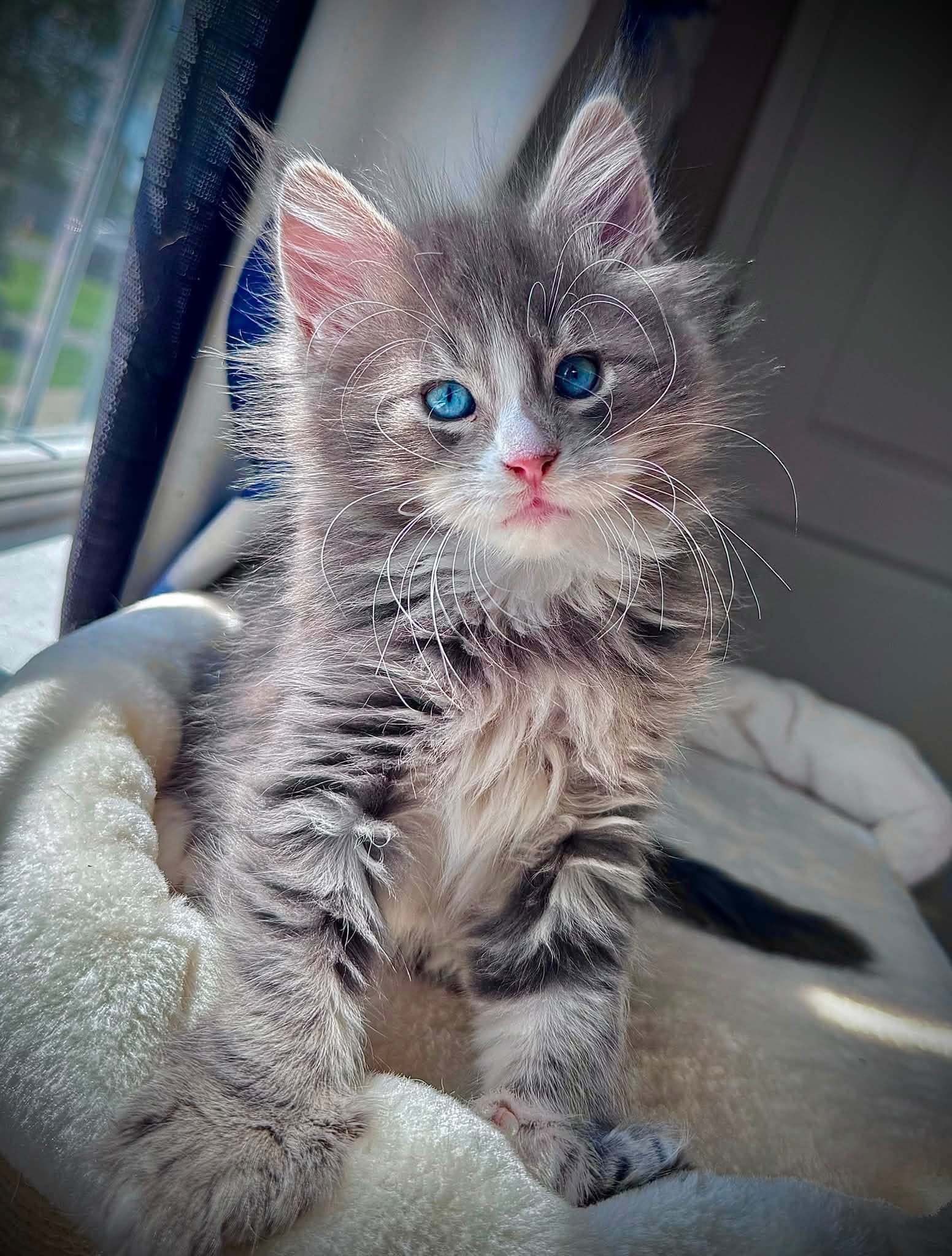 Willow , a 🩶 Maine Coon