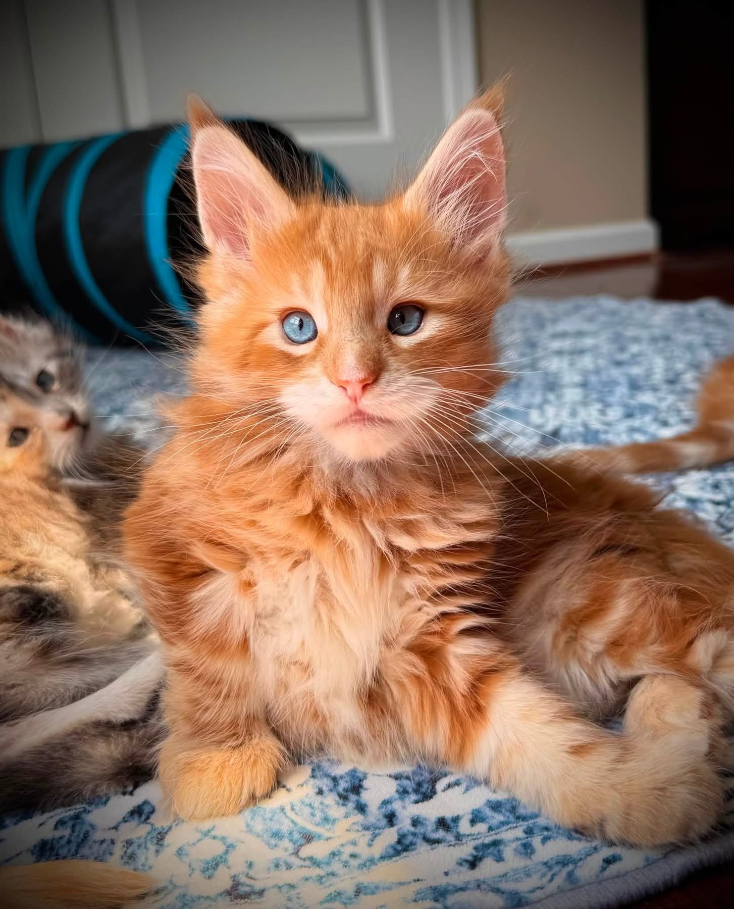 Athena, a 🧡 Maine Coon