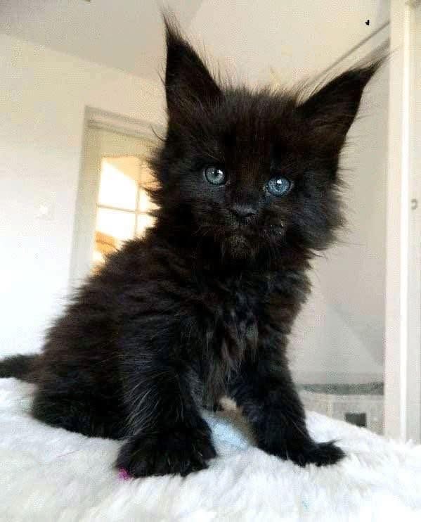 Loki, a Black Maine Coon