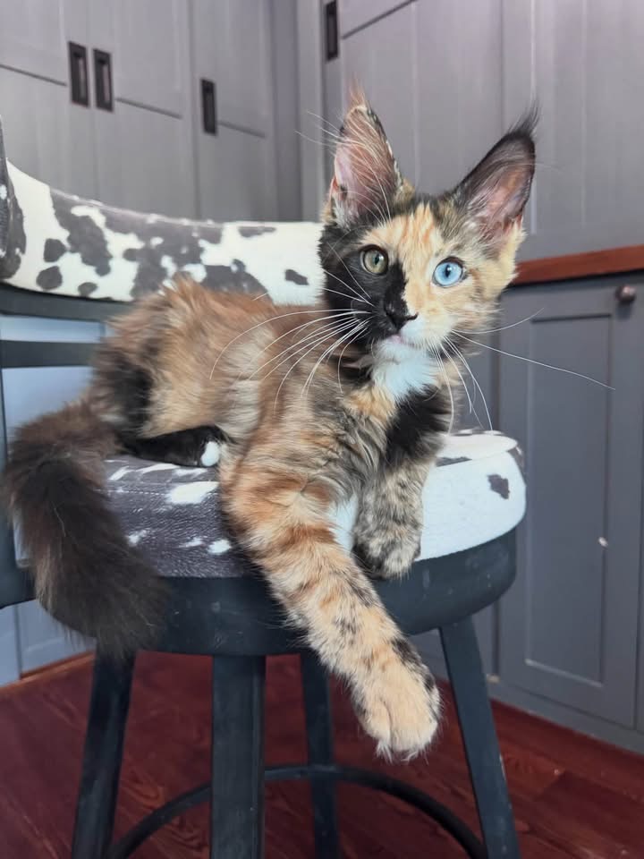 Panda, a Tortoiseshell/black,orange  Maine Coon