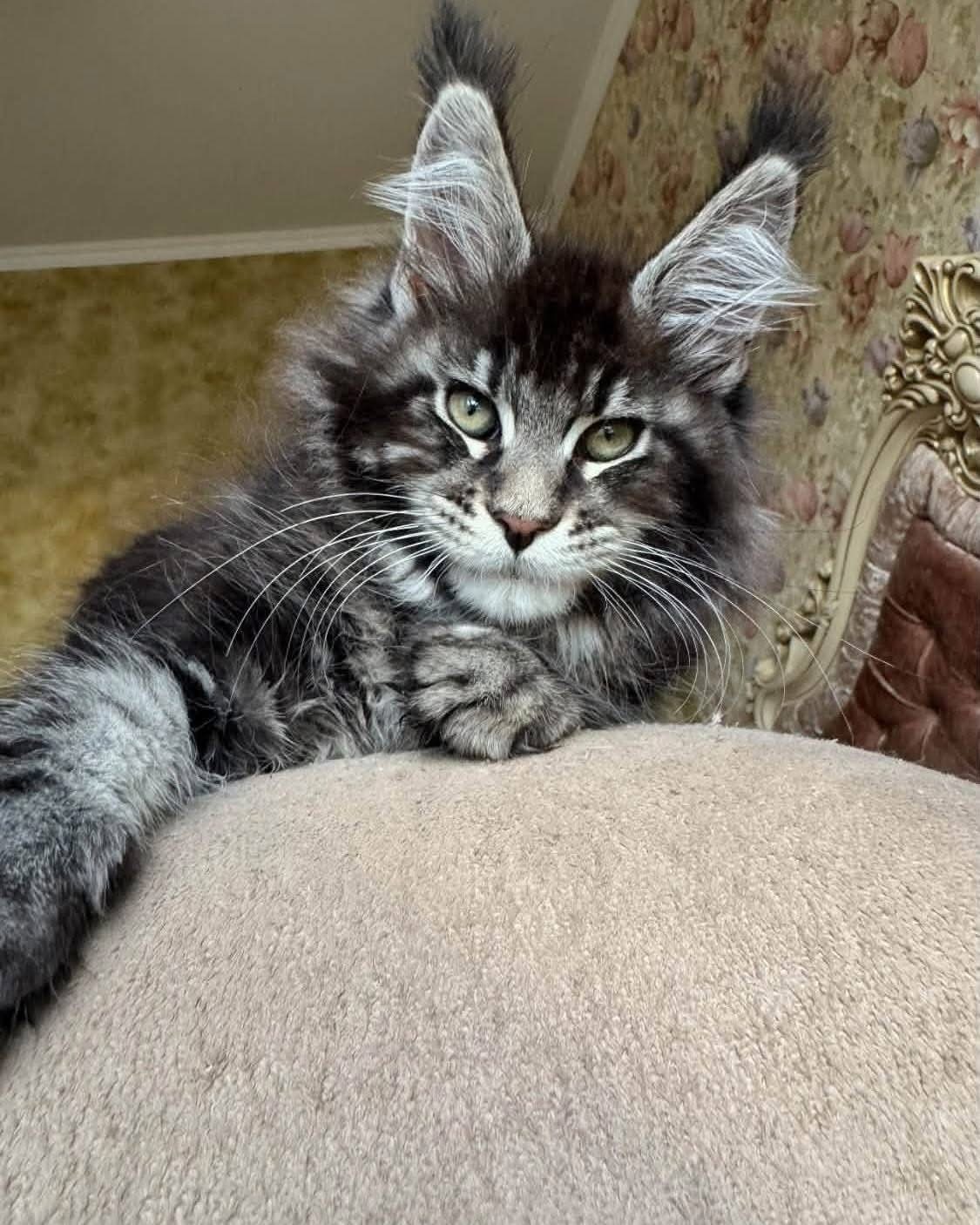 Elara , a 🖤🤍 Maine Coon