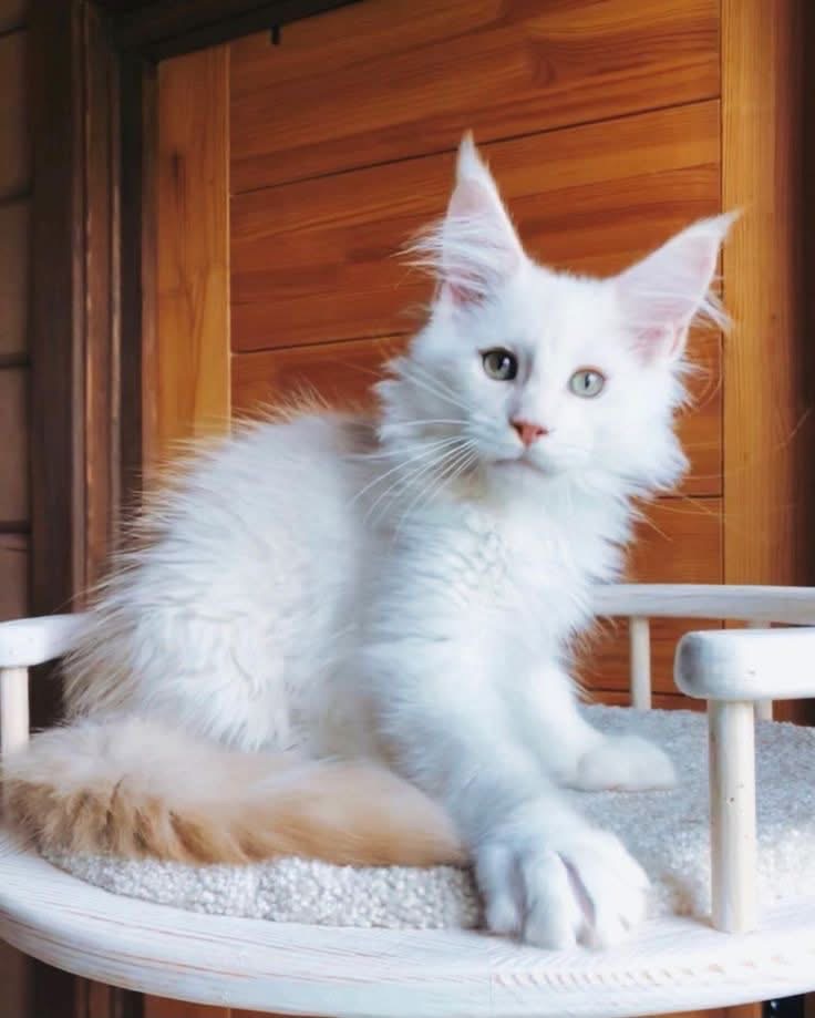 Soren, a White🤍 Maine Coon