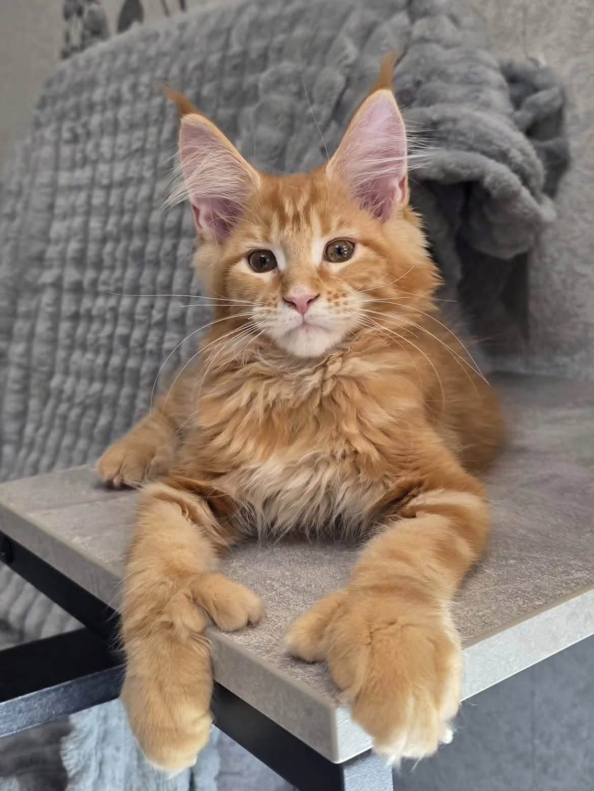 Orion, a 🧡 Maine Coon