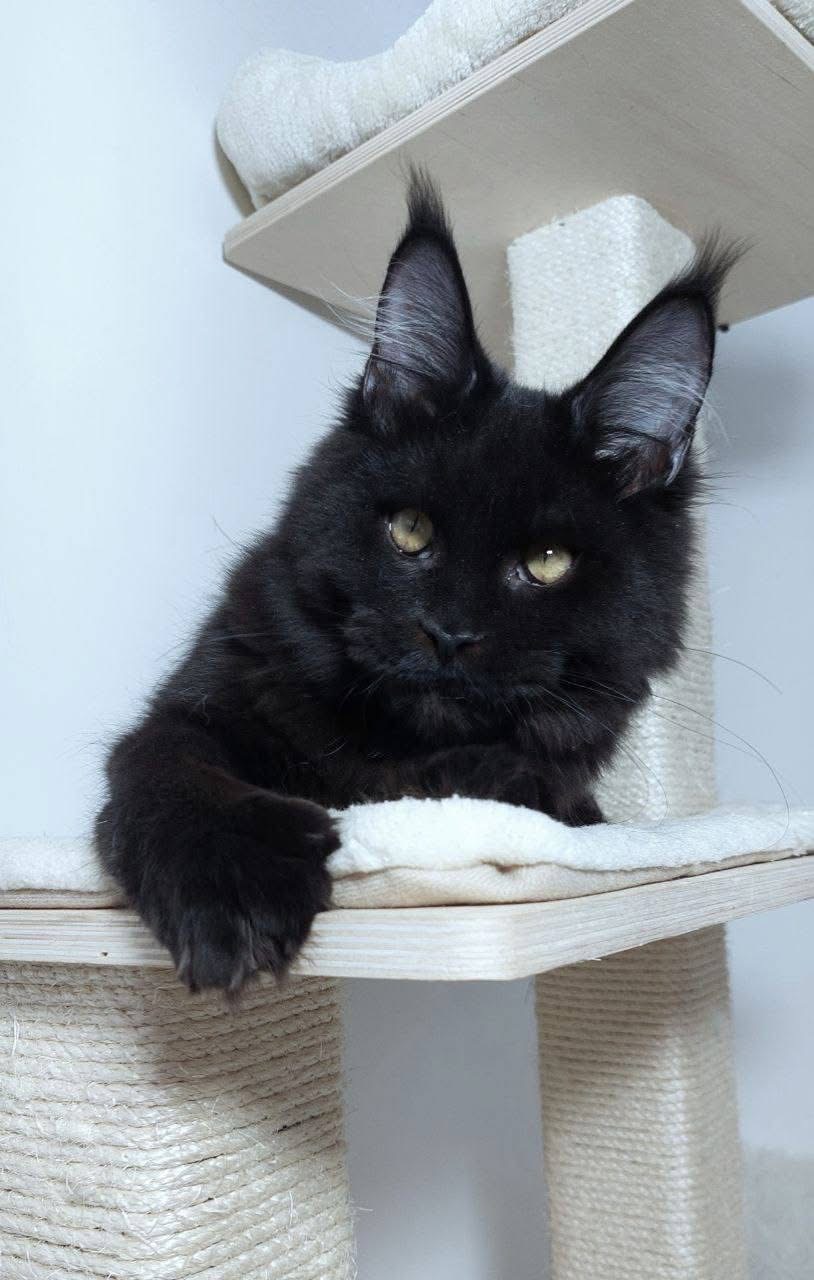Caspian , a Black🖤 Maine Coon