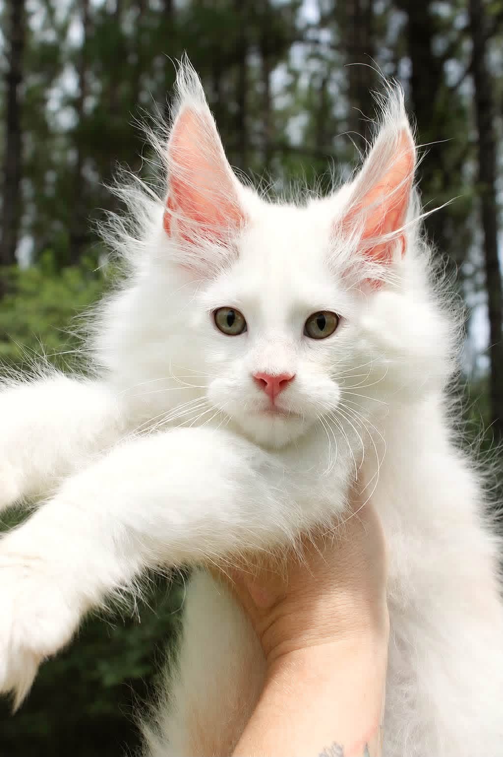 Calista , a White🤍 Maine Coon