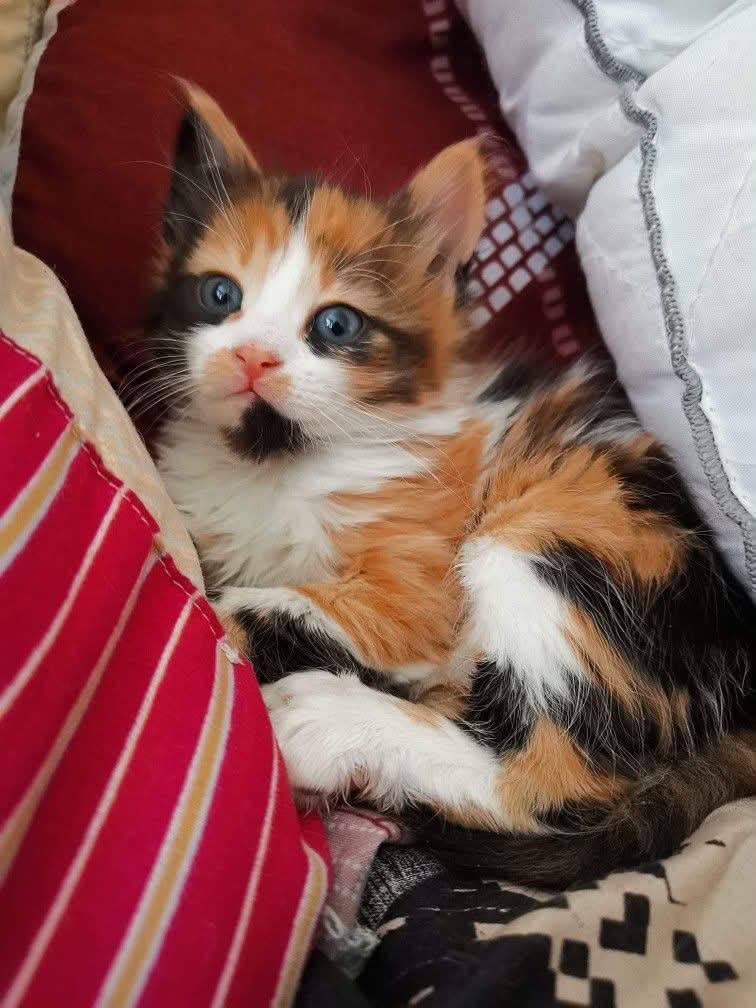 Elowen , a Calico🧡🖤🤍 Maine Coon