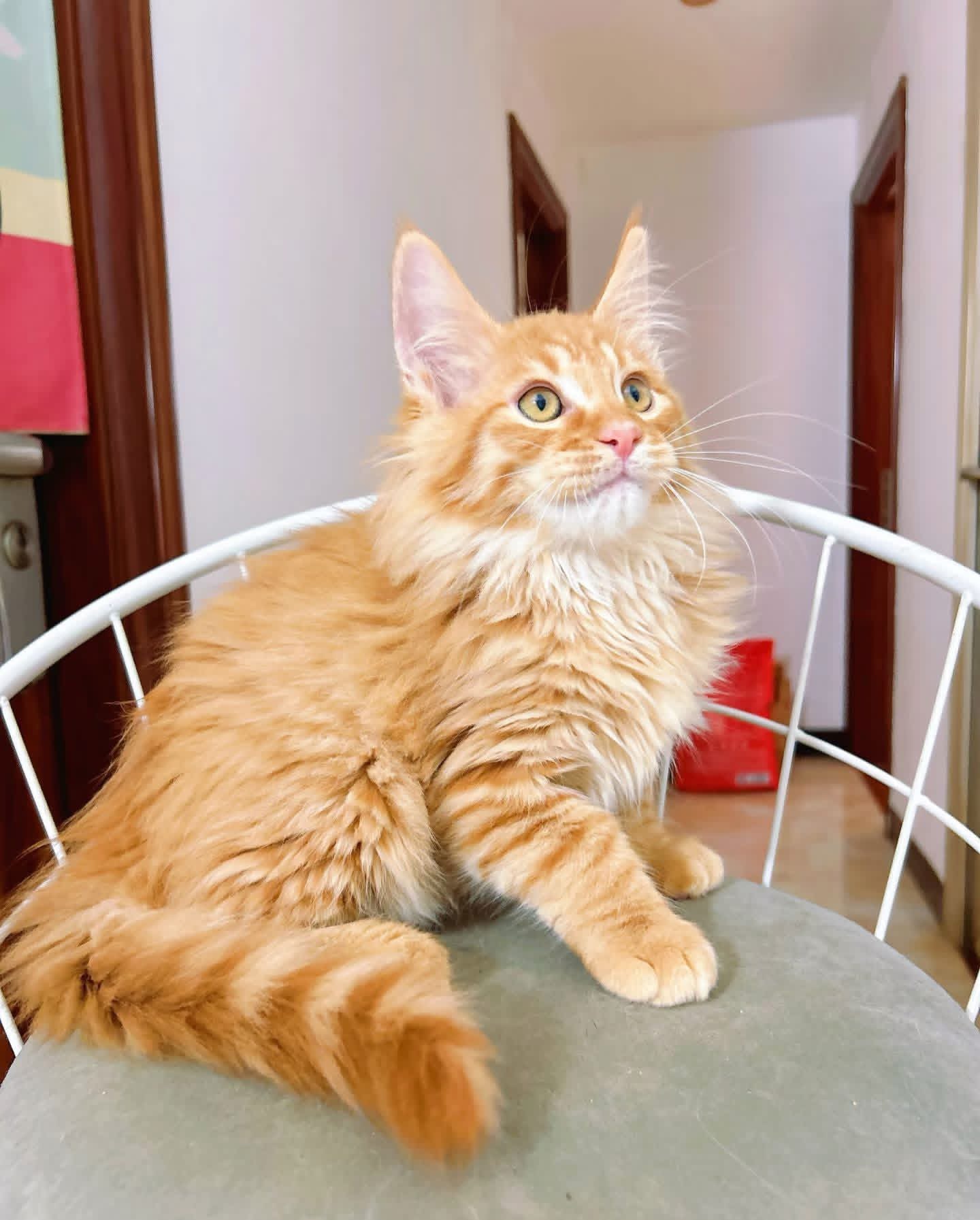Zinnia, a 🧡🧡🧡 Maine Coon