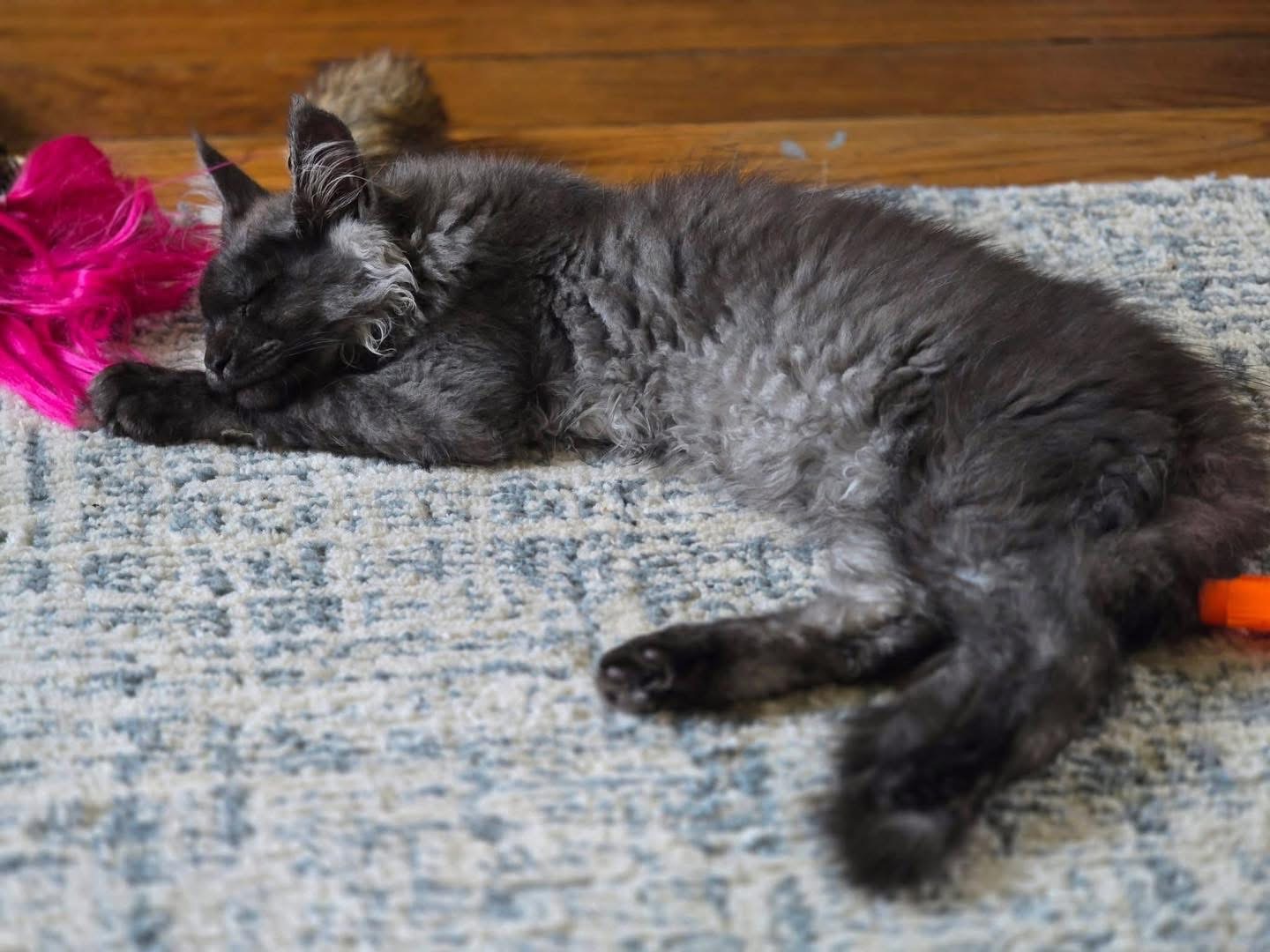 Warrior , a Gray🩶 Maine Coon