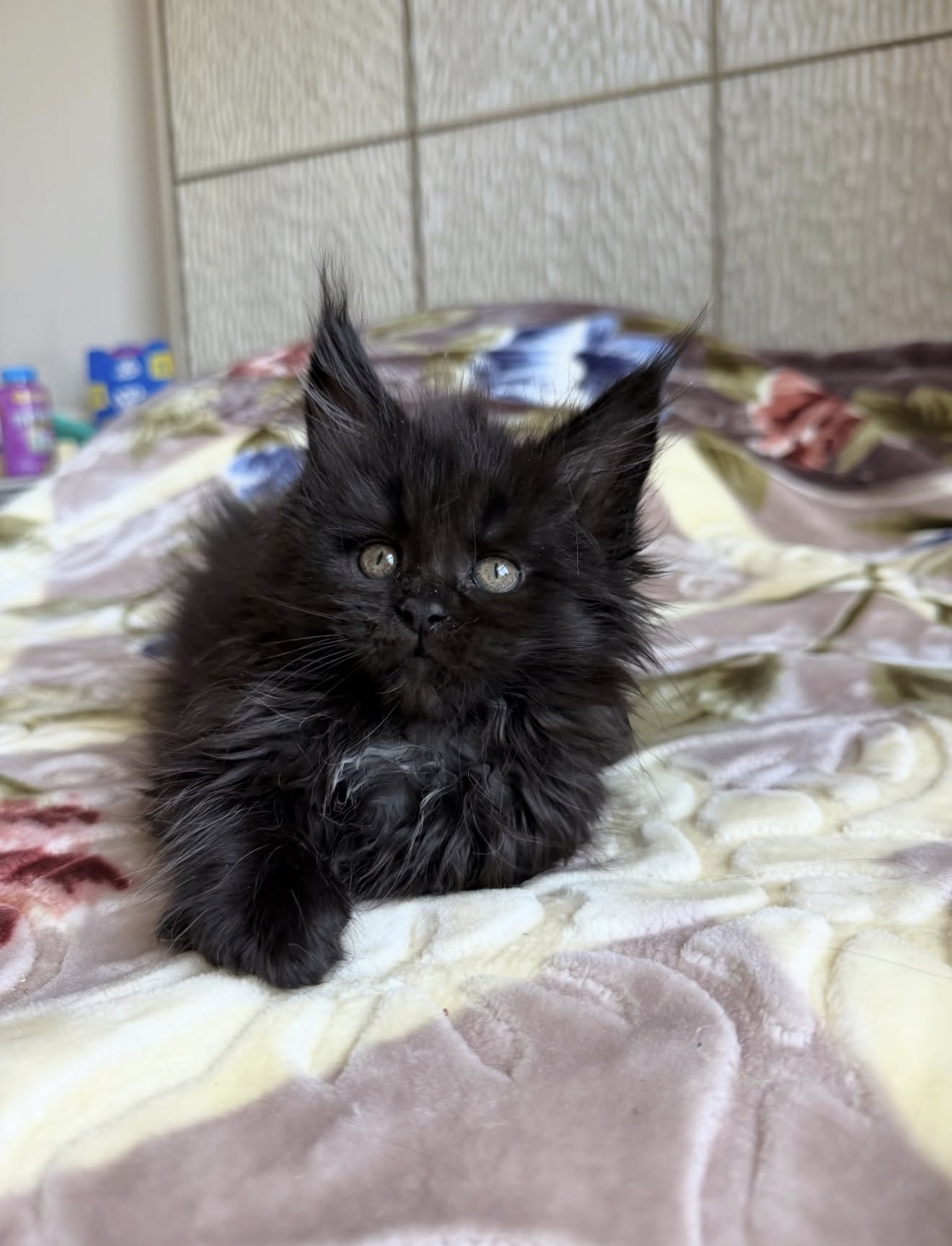 Ollie, a Black🖤 Maine Coon