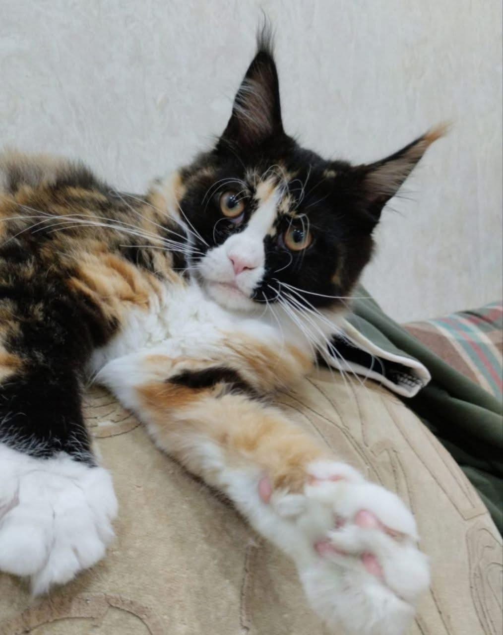 Charlie, a Calico💛🤍🖤 Maine Coon