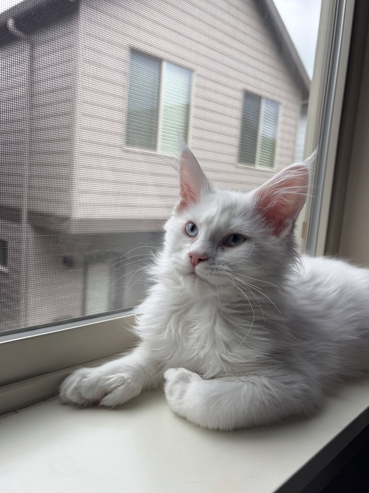 Casey, a White🤍 Maine Coon