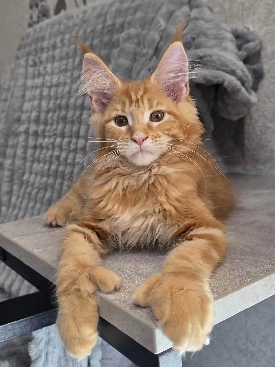 Shadow , a Orange🧡 Maine Coon