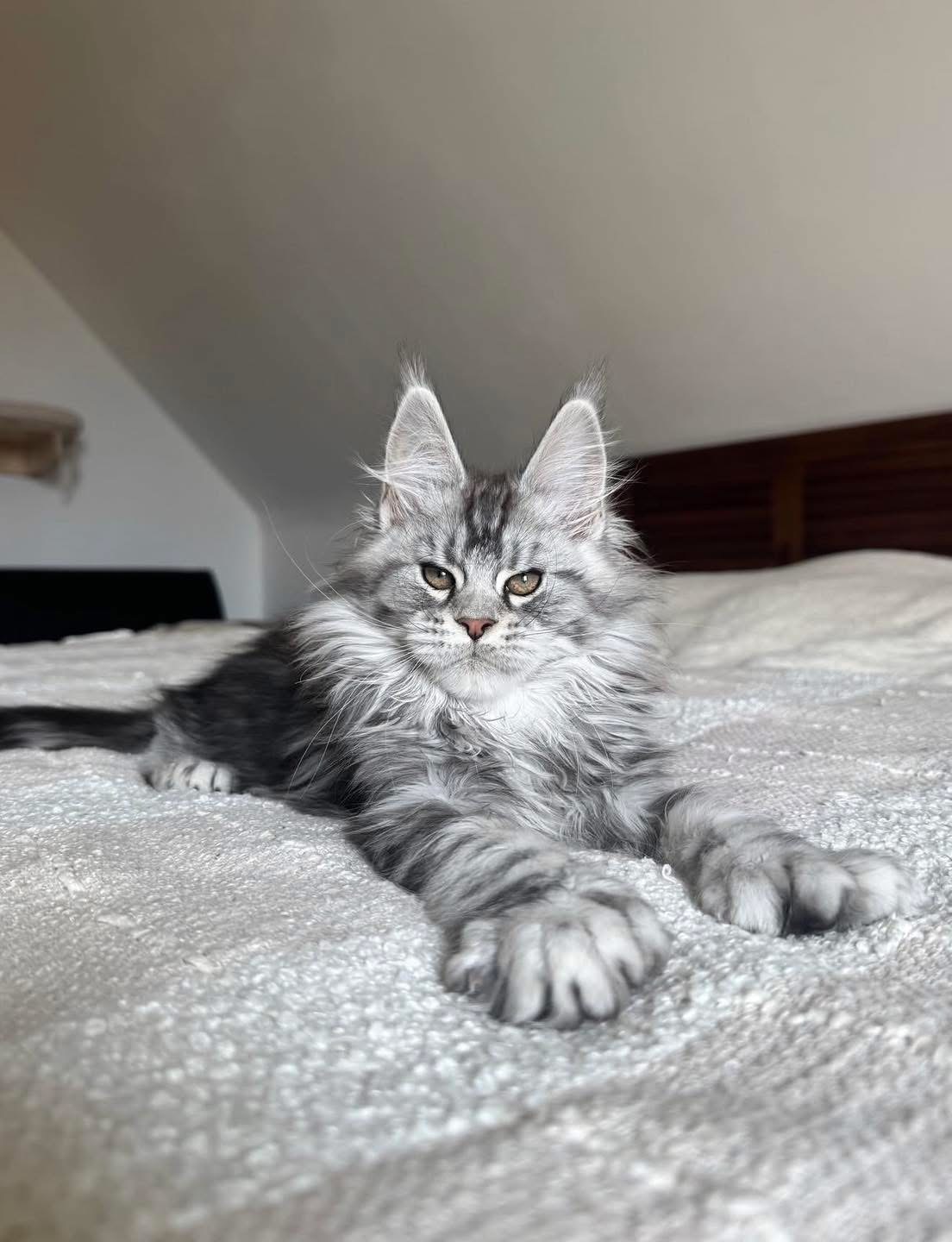 Blue, a Gray🩶 Maine Coon